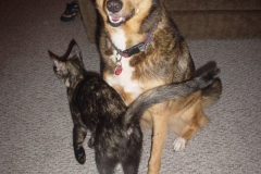 caaaat-1