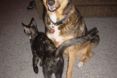 caaaat-1