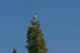 DSCF3492