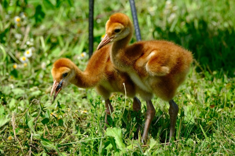 240323_Noah_Birds