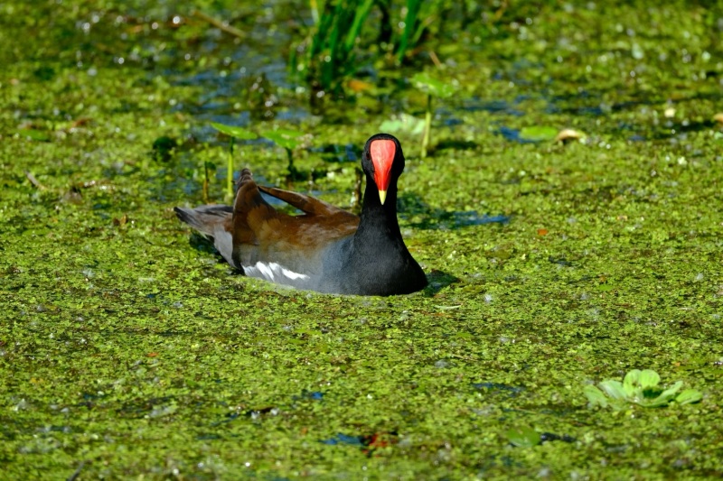 240323_Noah_duck