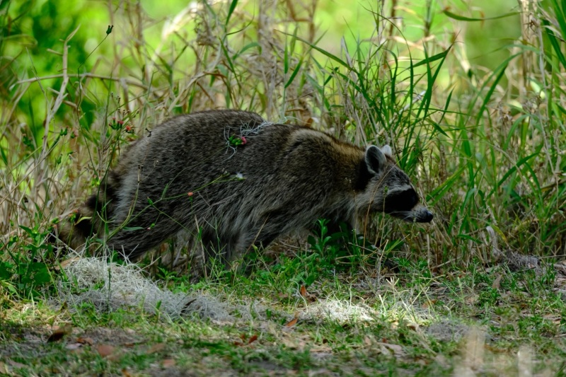 240323_Noah_racoon