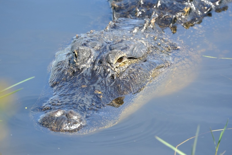 240323_noah_alligator