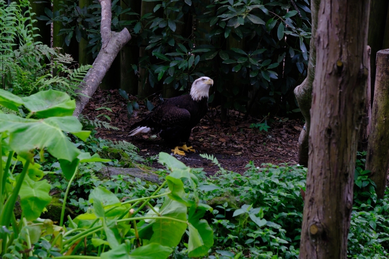 eagle-looking-around