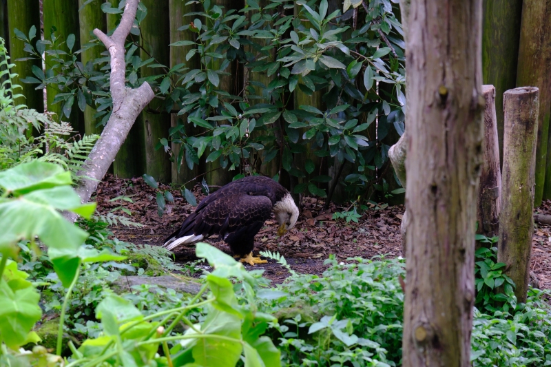 eagle-looking-down