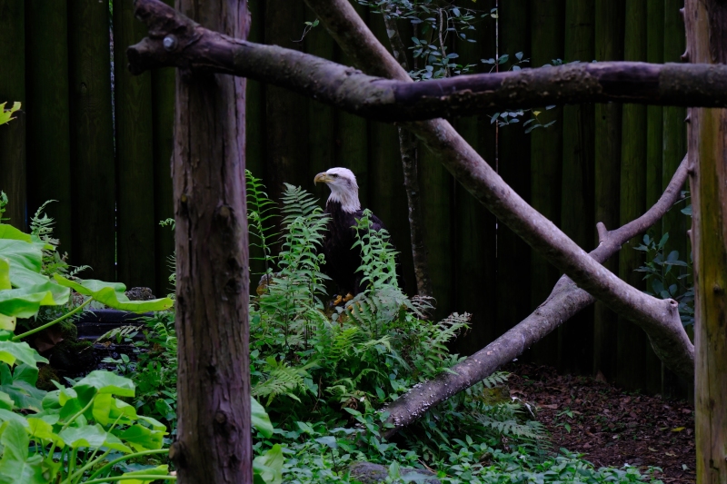 eagle