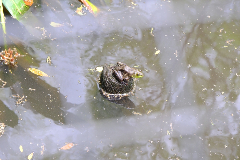 frog-on-a-log-in-a-bog