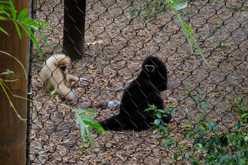 gibbon-meeting