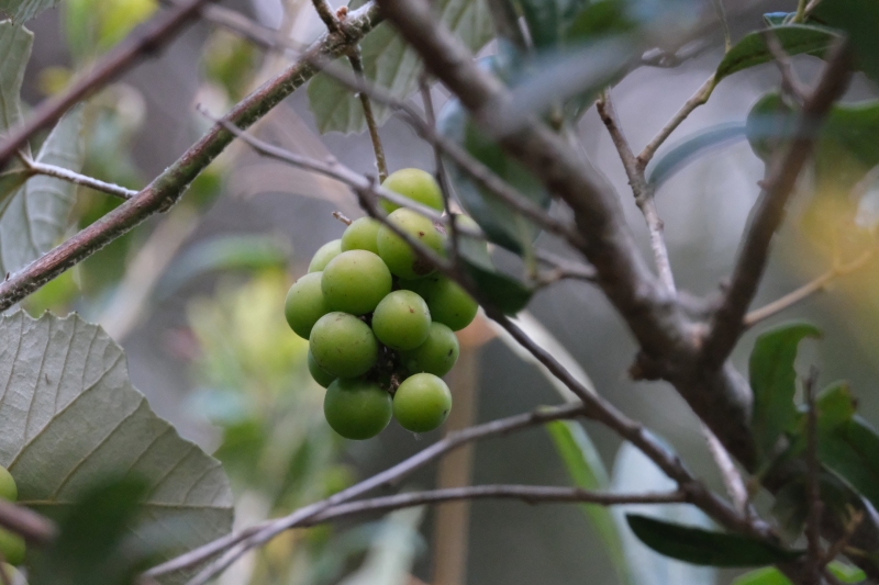 grapes