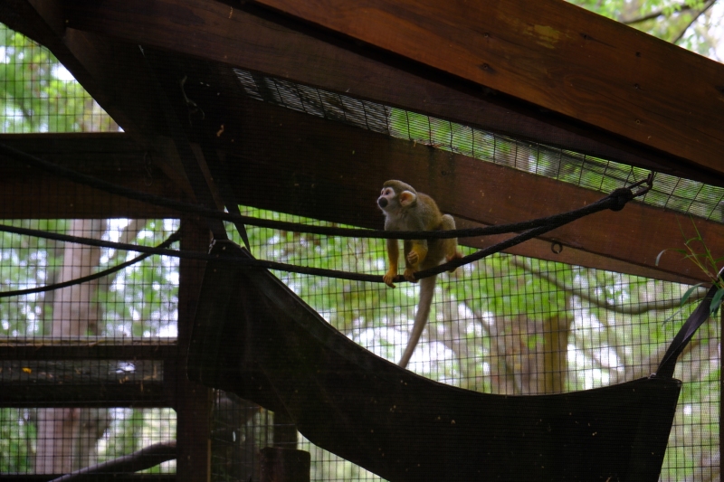monkey-looking-up