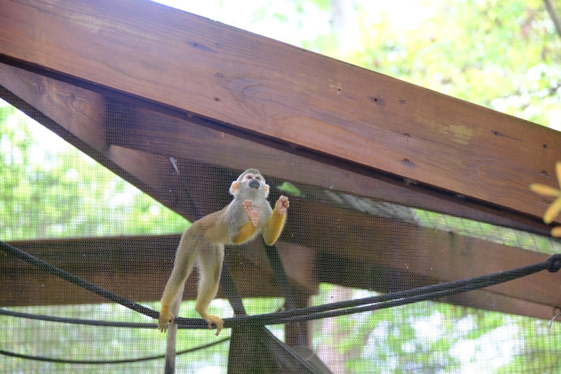 monkey-observing