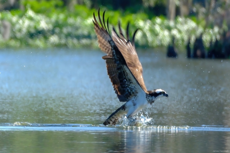 osprey_water-DeNoiseAI-standard